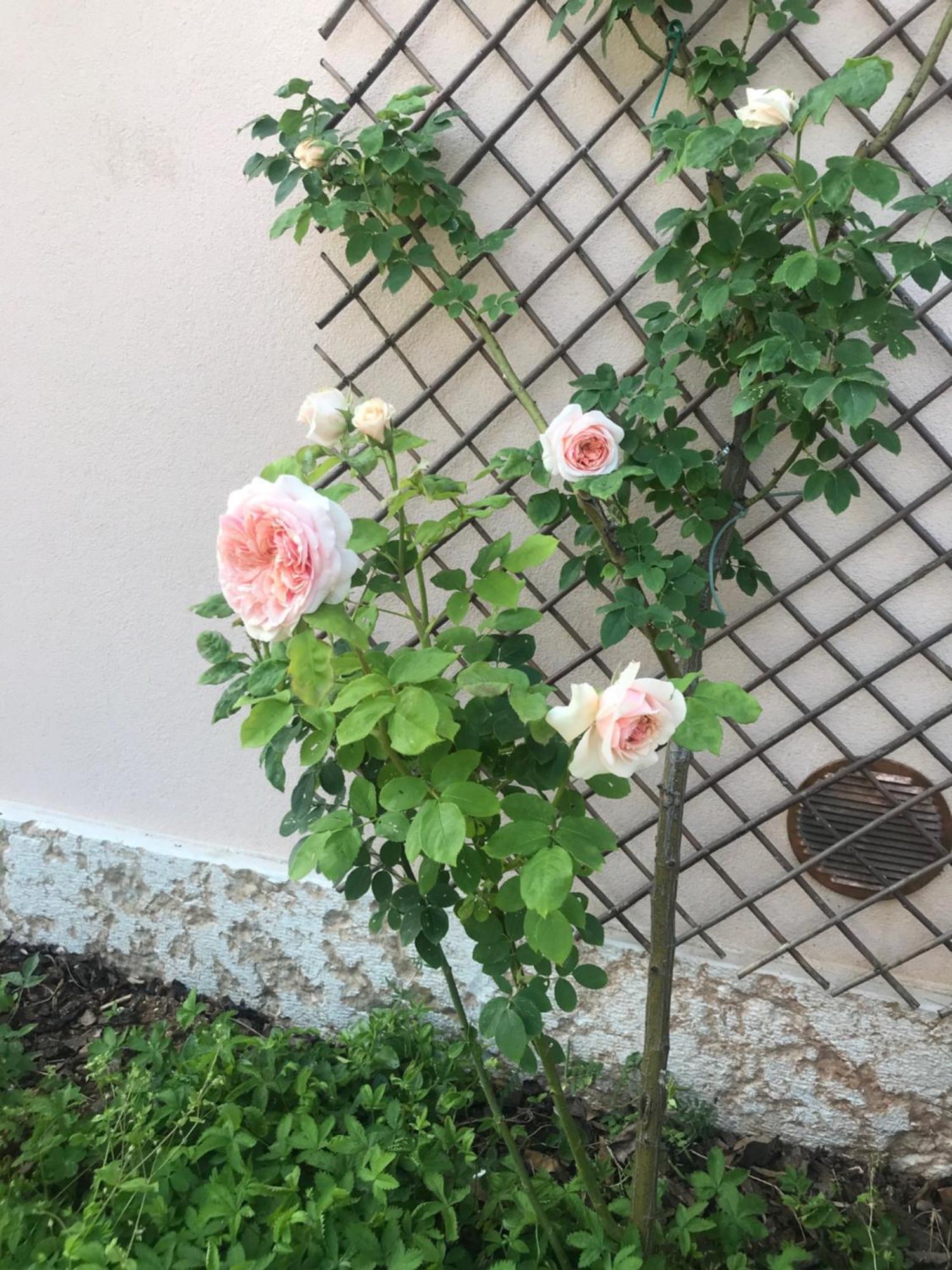 דוסובונו Una Casa Di Campagna מראה חיצוני תמונה
